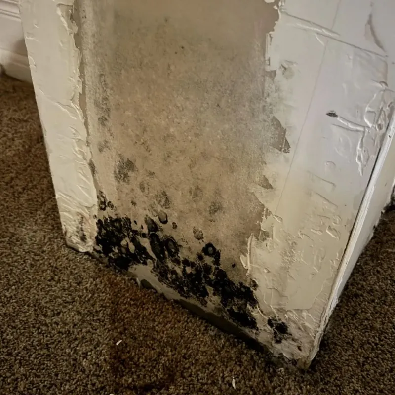 Professional Mold Removal in South Rockwood, MI